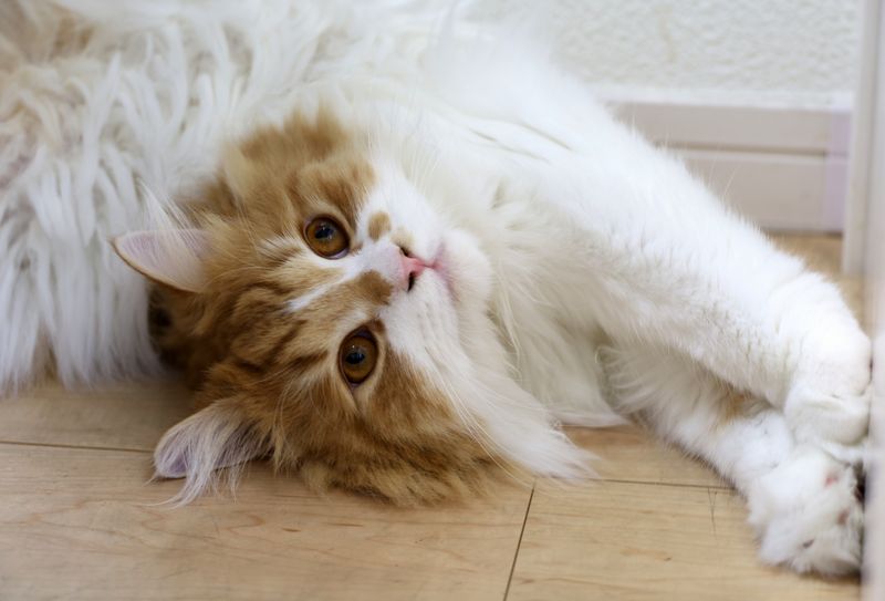 フワフワな毛並みの猫