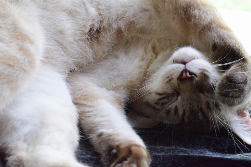 気持ちよさそうに眠る猫